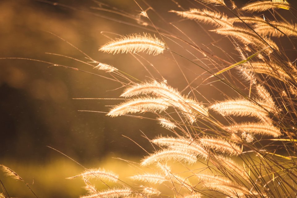 Grass In Afternoon Sun