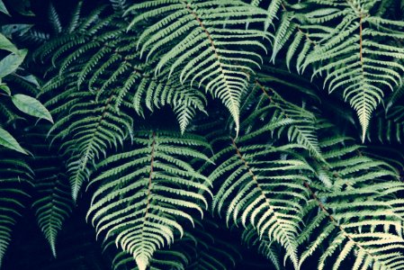 Green Fern Leaves