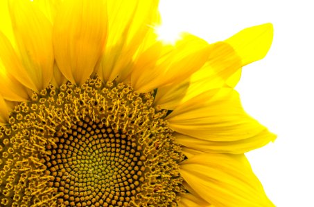 Close Up Of Sunflower photo