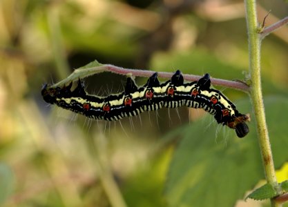 Black White And Brown Caterpillar On Green Grass photo