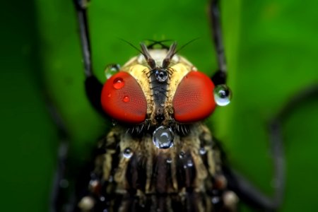 Close-up Of Insect On Leaf