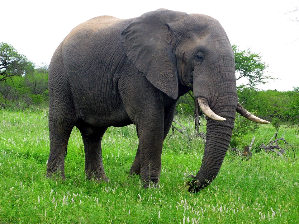 Africa animal safari