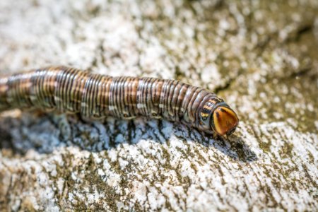 Brown And Gray Crawling Insect On Brown And Gray Wooden Surface photo