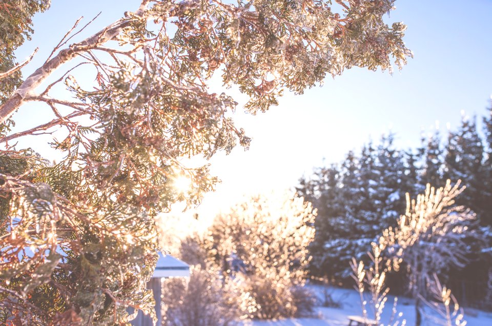 Frozen Trees