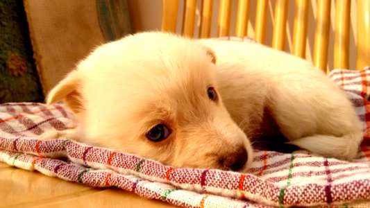 Puppy Sleeping On Blanket photo