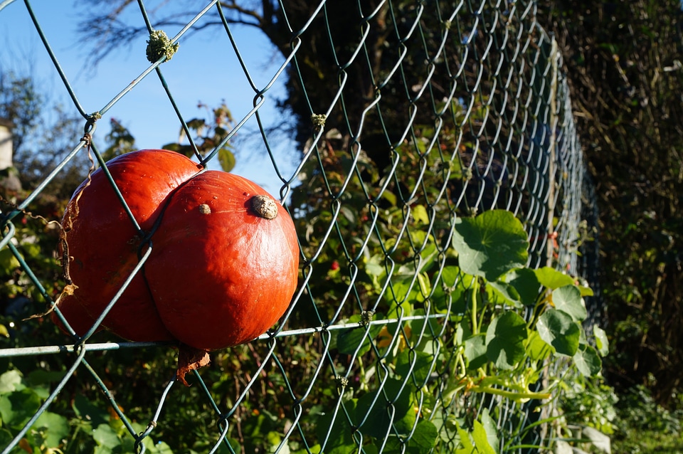 Ingrowing overgrown fence