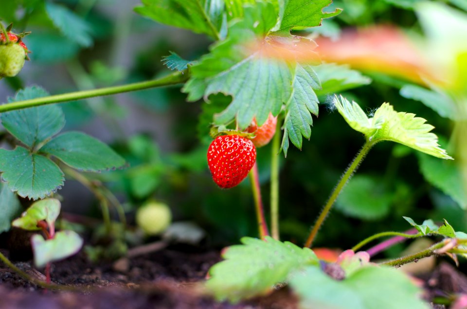 Red Strawberry
