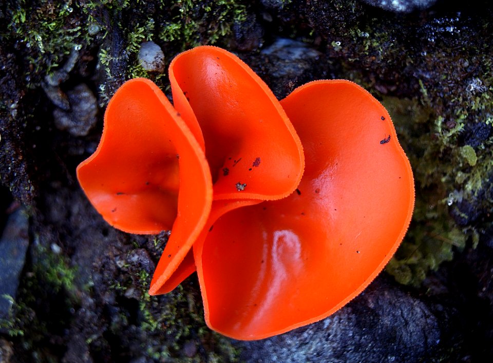 Orange Peel Fungi (Aleuria Aurantia)