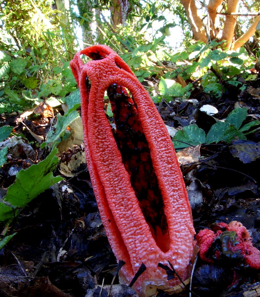 Clathrus Colomats