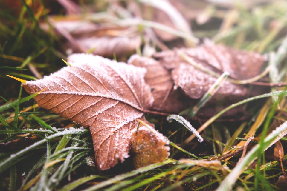 Fall Leaves photo