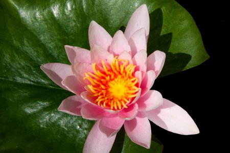 Pink Lotus Flower photo