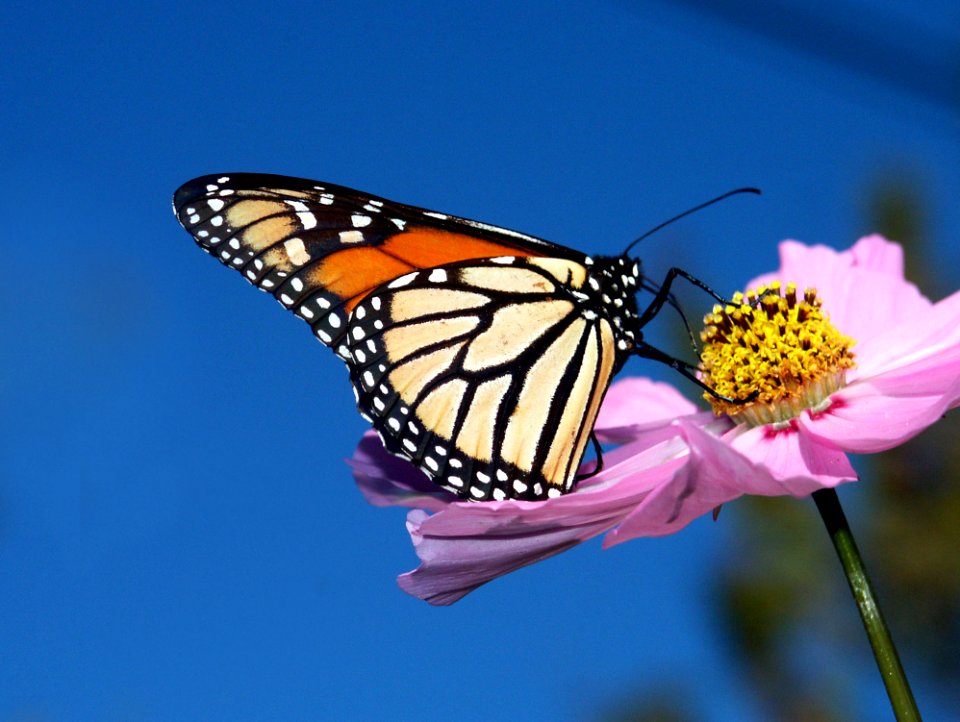 Monarch Butterfly On Cosmos