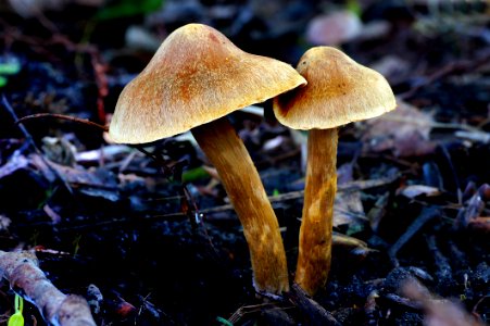 Cortinarius Sp