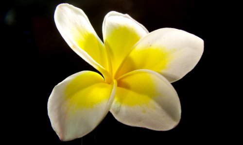 White And Yellow Flower photo