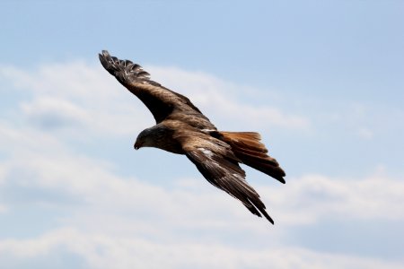 Brown And Grey Eagle photo