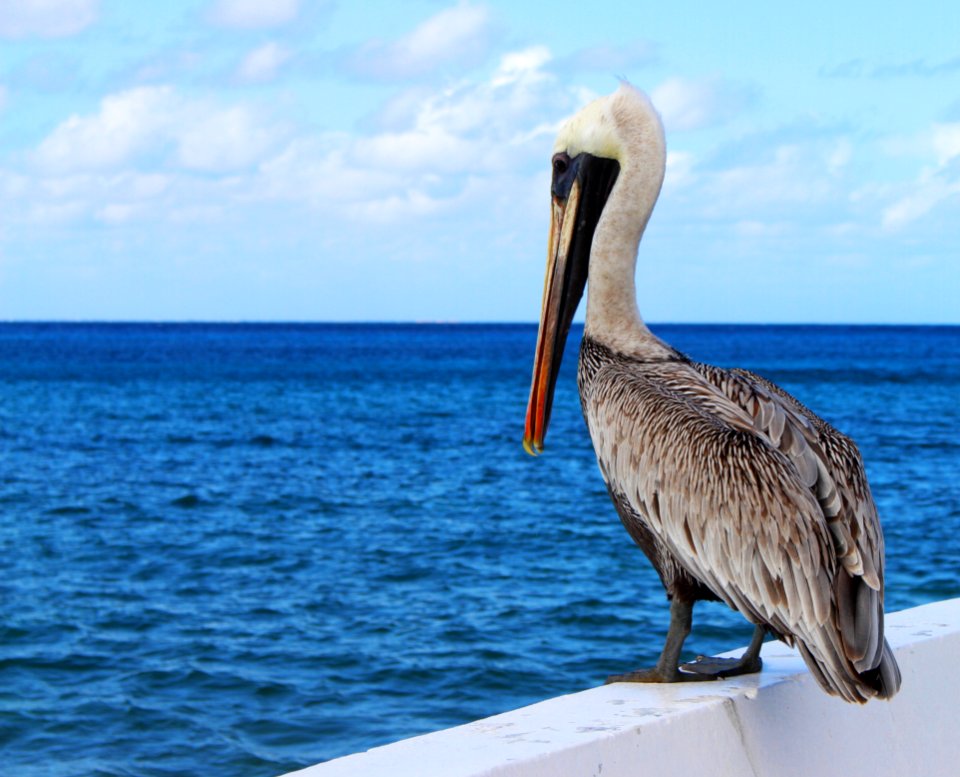Pelican By Sea