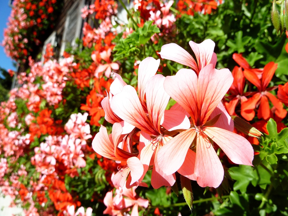 Flowers garden green