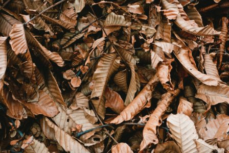 Brown Dried Leaves photo