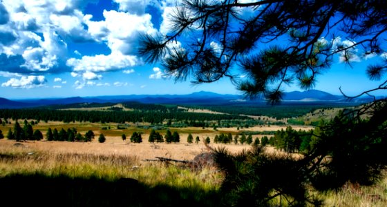 Pine Tree And Landscape Behind photo