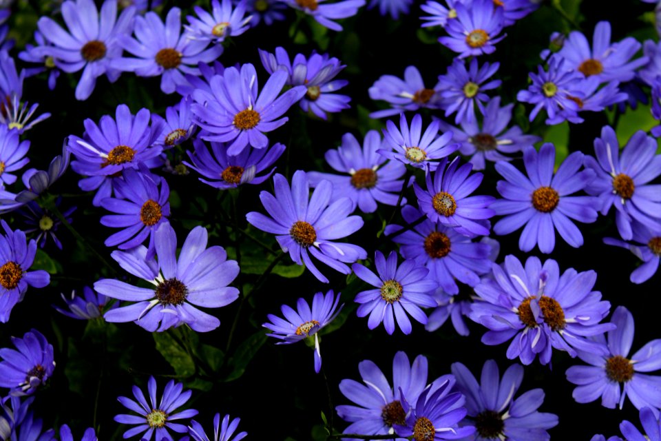 Violet Flowers photo