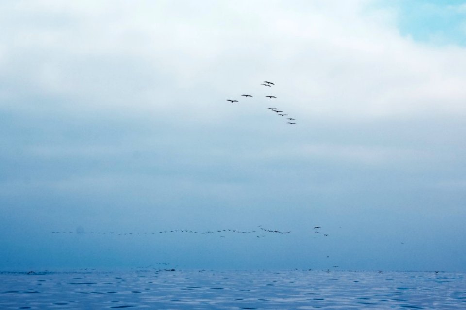 Sea Sky And Birds