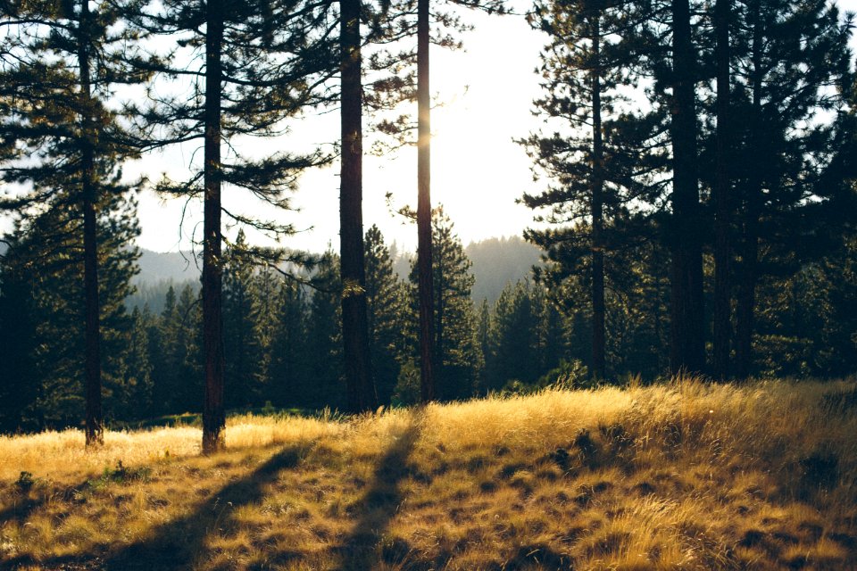 Clearing In Evergreen Forest