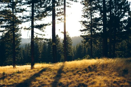 Clearing In Evergreen Forest