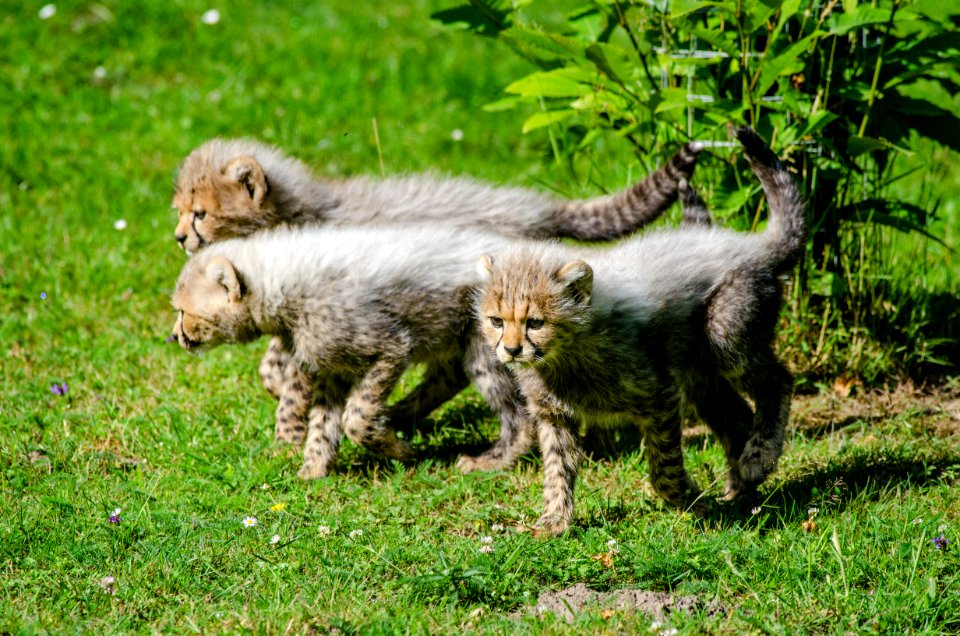 Cheetah photo