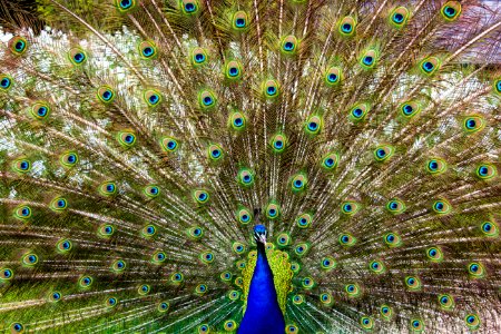 Close-up Of Peacock Feathers photo