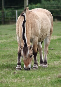 Ungulate mount on the meadow