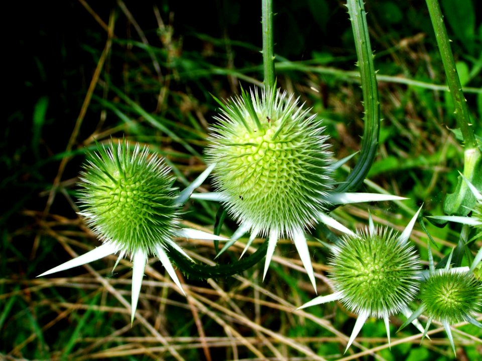 Eryngo Flowers
