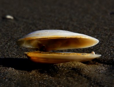 Shells photo