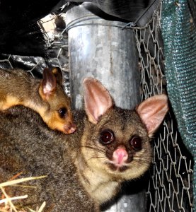 Brush-tailed Possum With Baby photo