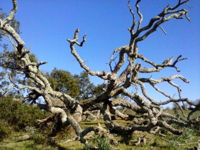 Dry Tree photo