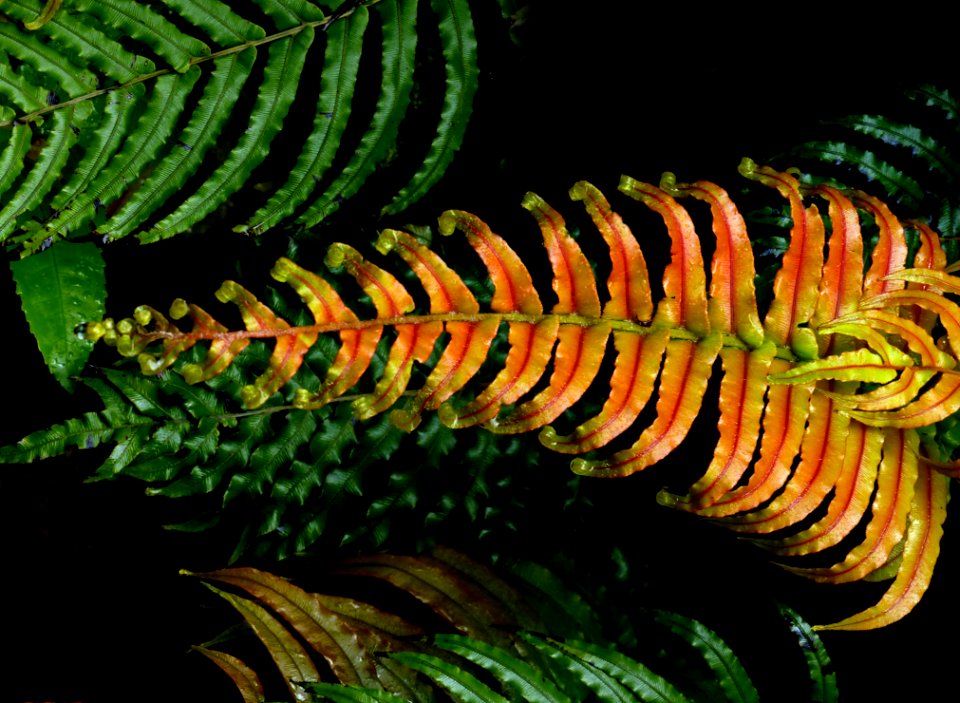 Blechnum Novae-zelandiae