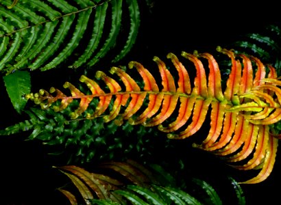 Blechnum Novae-zelandiae photo