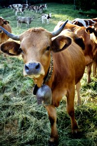 Brown Cow photo