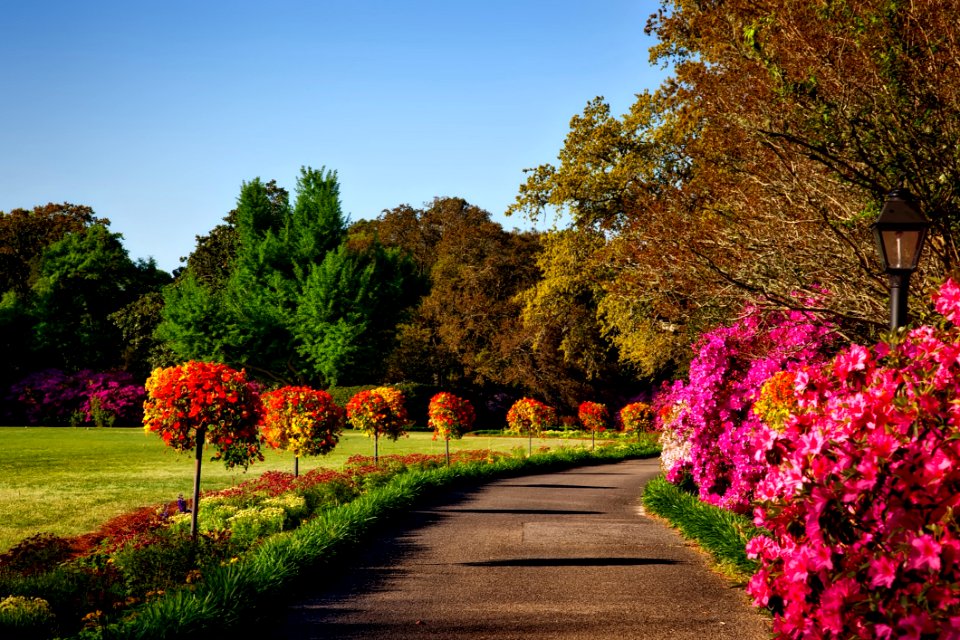 Gray Concrete Pathway Besides Pink Flower During Day