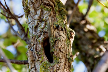 Tree Closeup