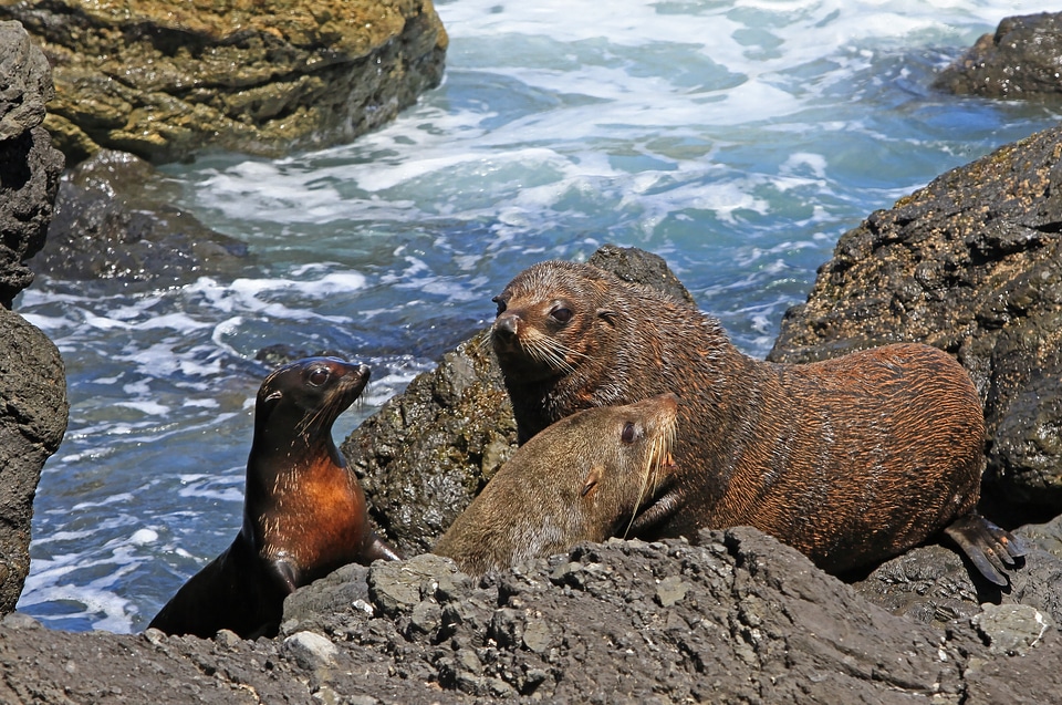 Arctocephalus forsteri new zealand rock