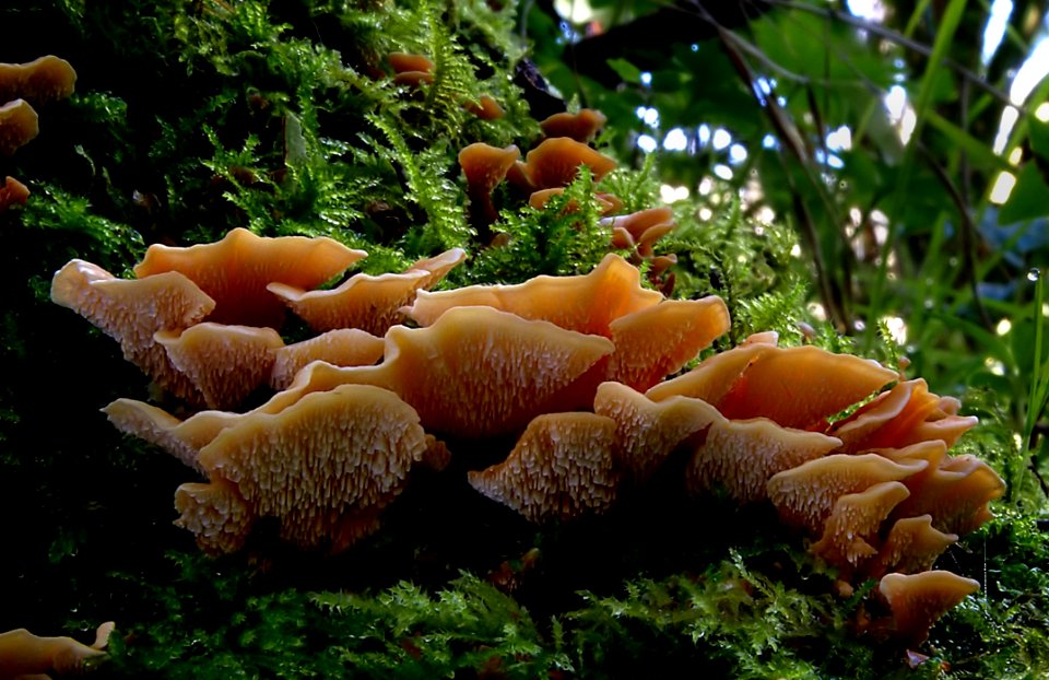 Antrodiella Zonata