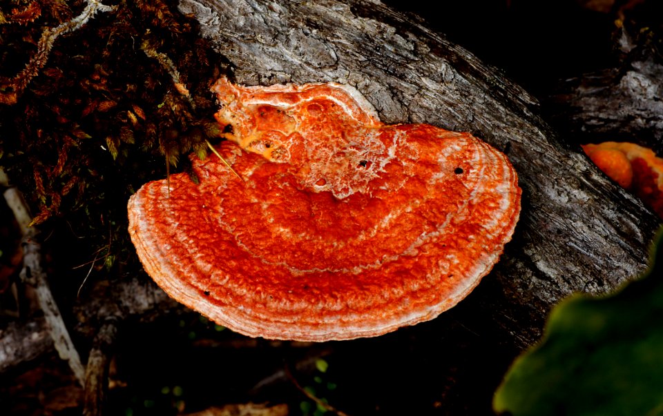 Orange Bracket Fungi