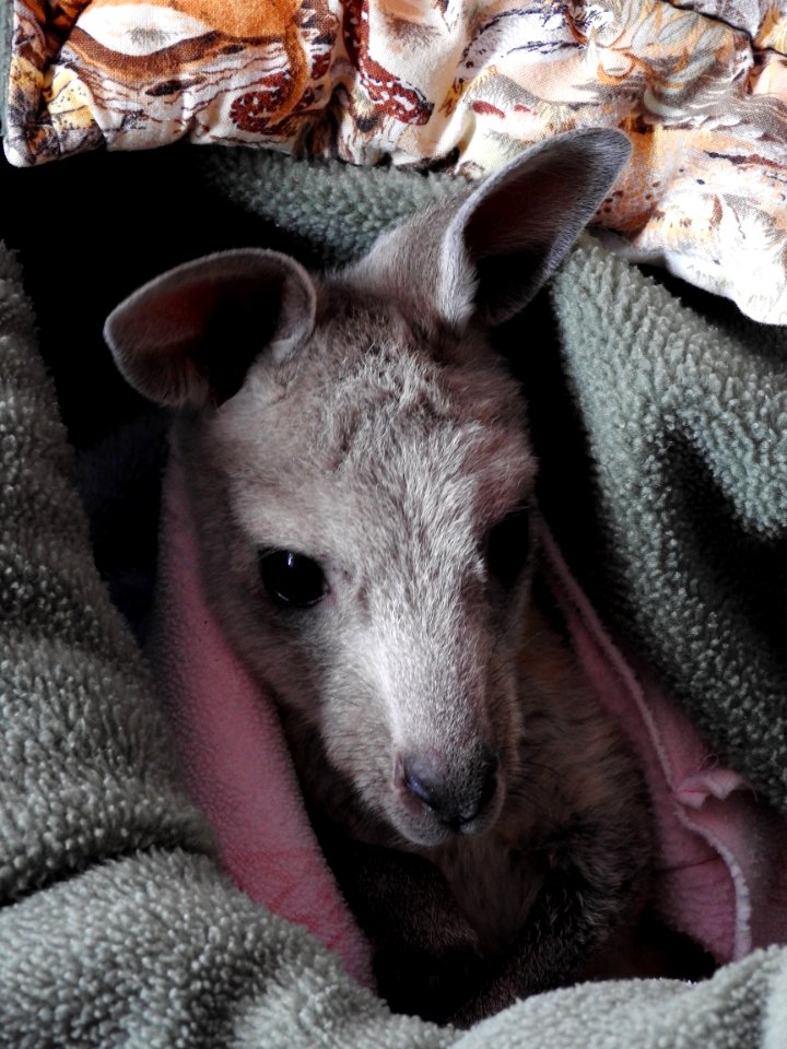 Joey Kangaroo
