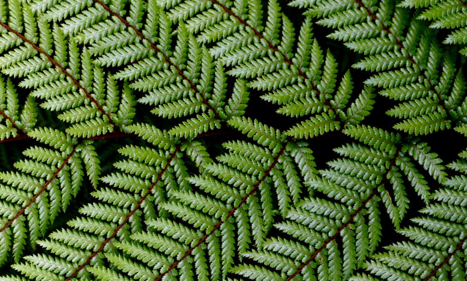 Dicksonia Squarrosa Wheki NZ Fern