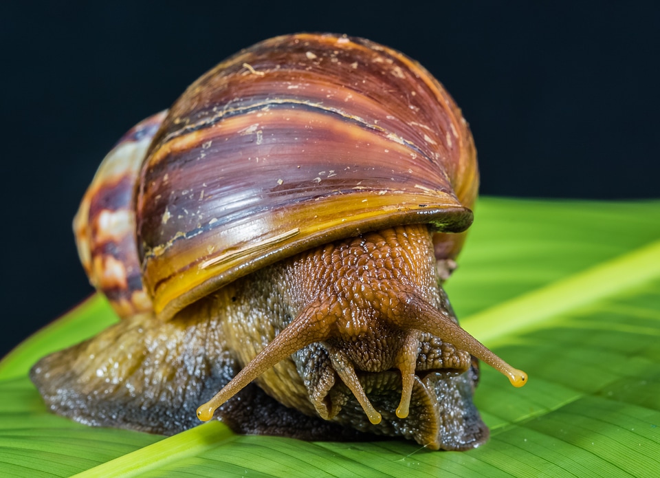 Land snail reptiles mollusk
