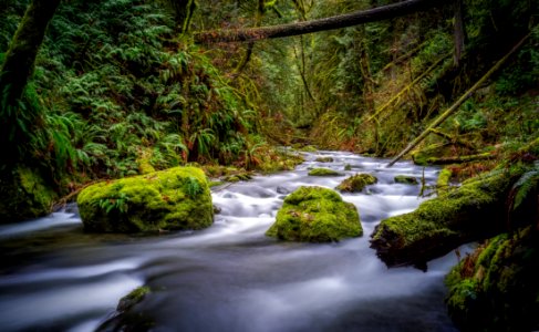 Creek In Forest photo