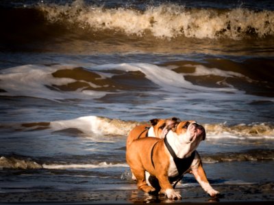 Bulldogs Playing On Beach