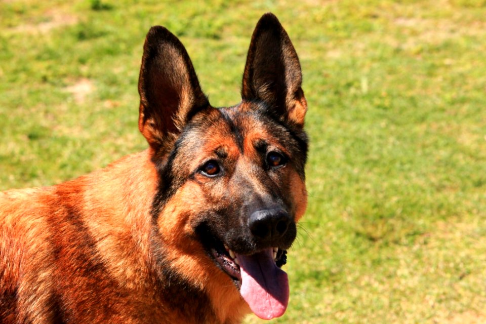 Close-up Portrait Of Dog On Field