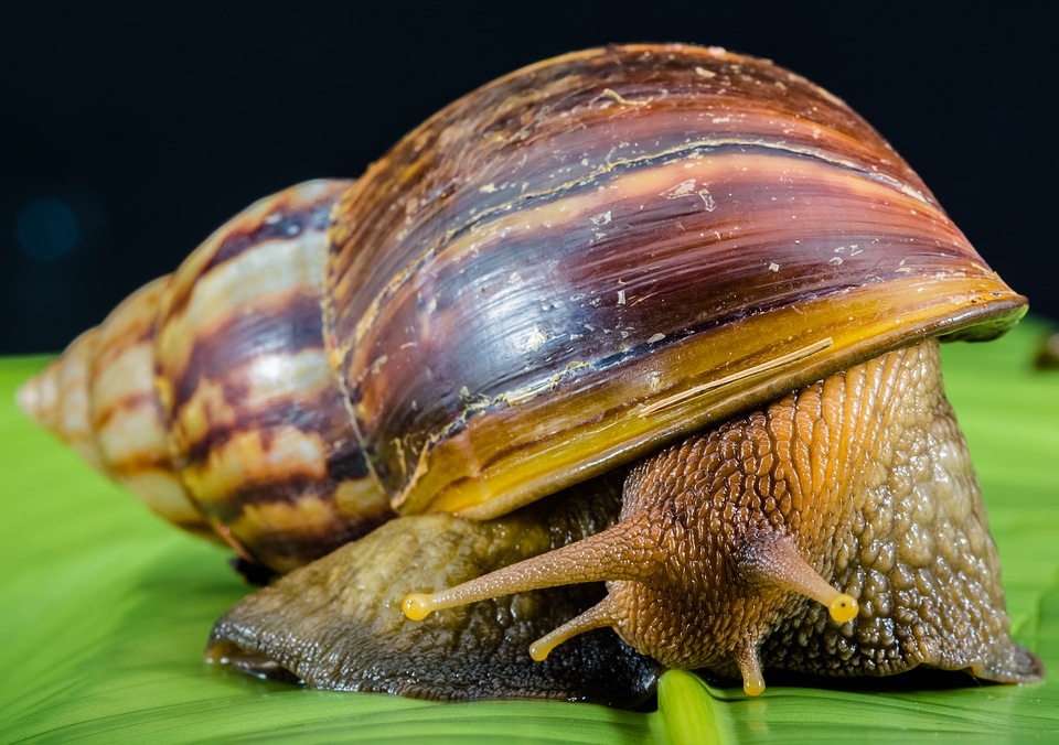 Land snail reptiles mollusk