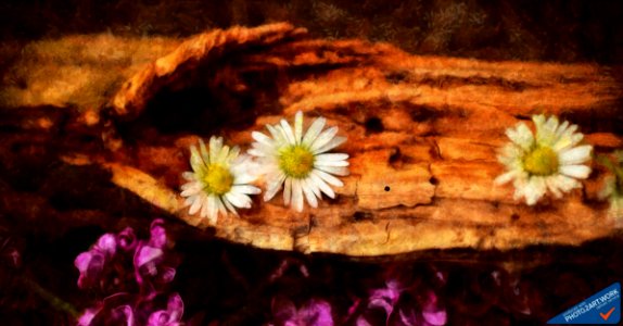 Wood - ID 16235-142821-1630
